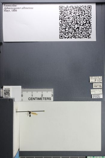 Media type: image; Entomology 523576